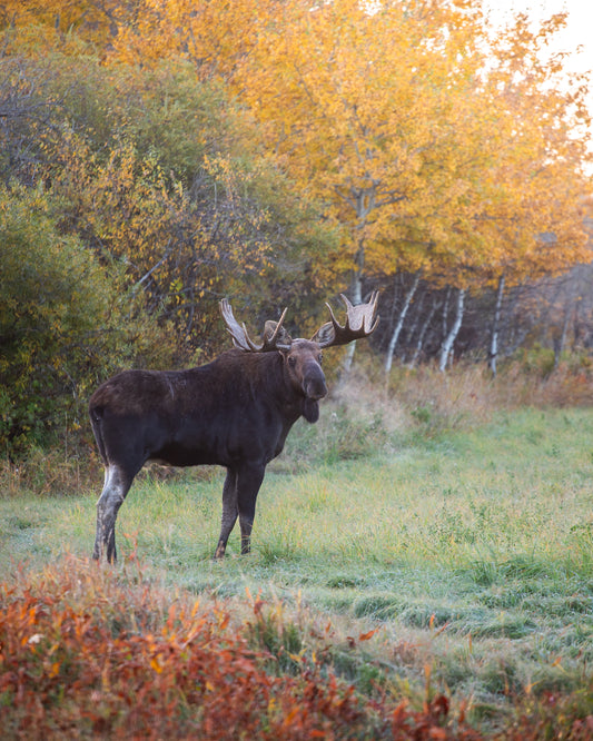 Bull Moose in the Fall