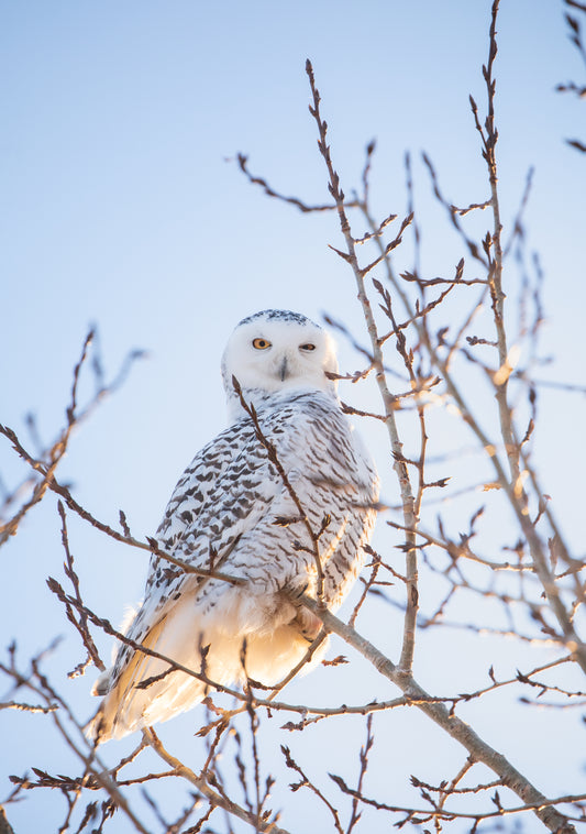 Sly Snowy Owl