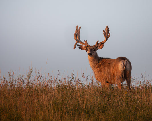 Grandpa Buck in Velvet