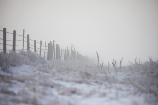 A foggy morning with a Snowy Owl (2)