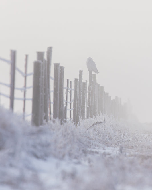 A foggy morning with a Snowy Owl