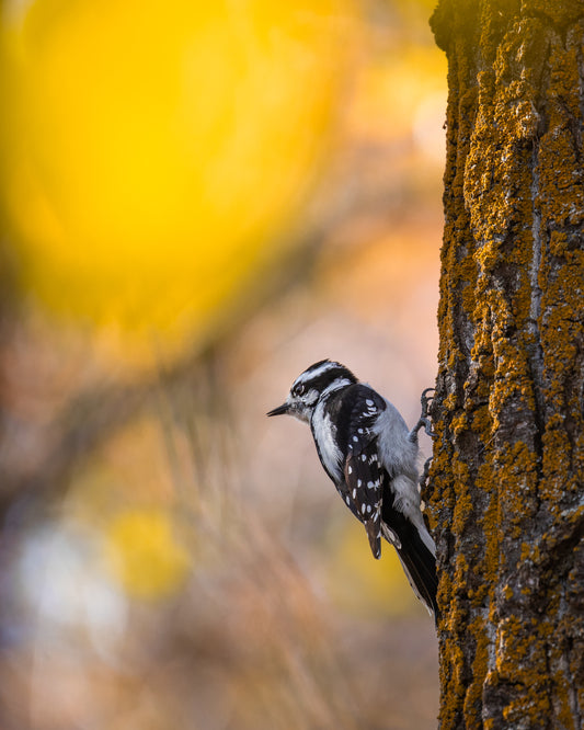 Downy in the Fall forest