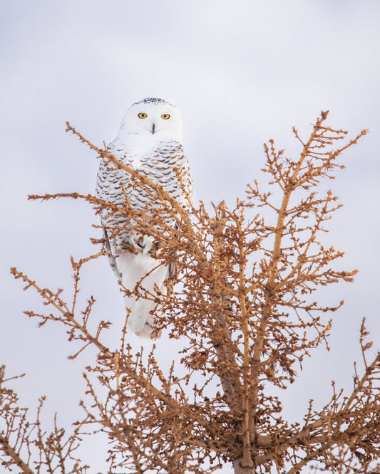 Snowy Owl on top of a tree
