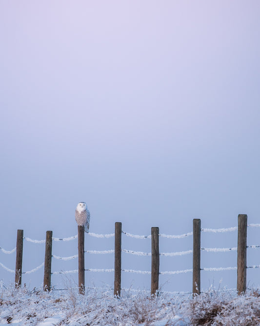 Arctic Sky and the Snowy owl
