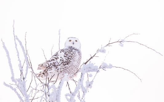 Frosty tree topper