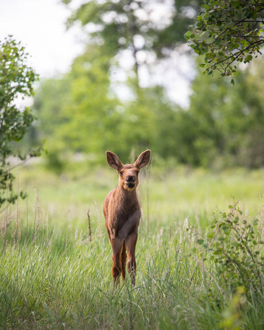 Smiling Baby Moose