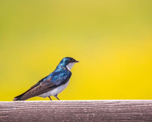 Tree Swallow and Canola