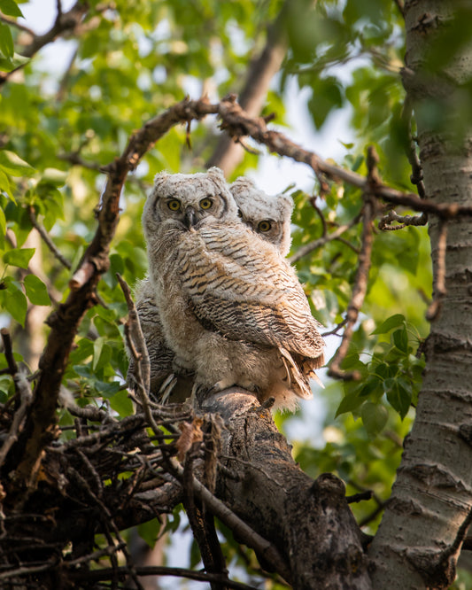 Double Trouble - GHO Fledglings