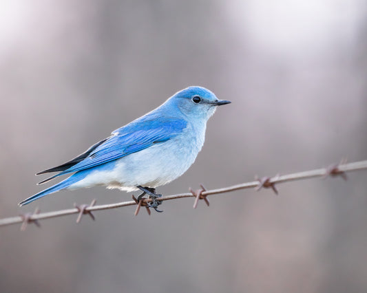 Mountain Bluebird On Barbed wire