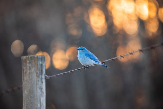 Mountain Bluebird Bokeh