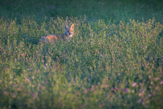 Coyote in Alfalfa