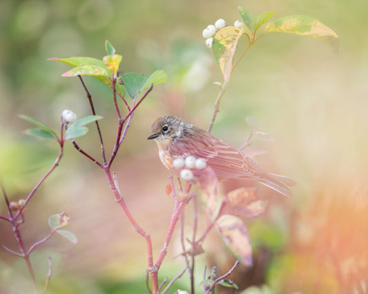 Yellow-rumped Warbler
