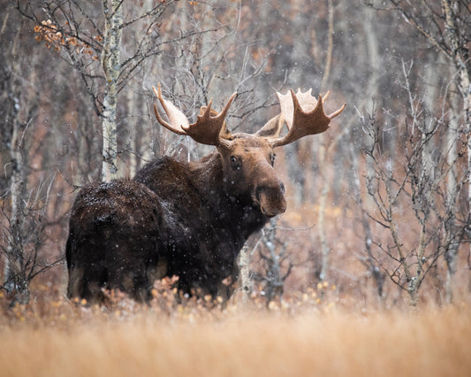 Bull Moose in gentle snowfall