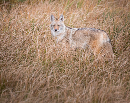 Coyote in Tall Grasses