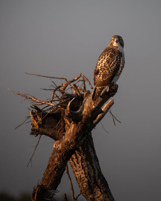 Red-tailed hawk perch
