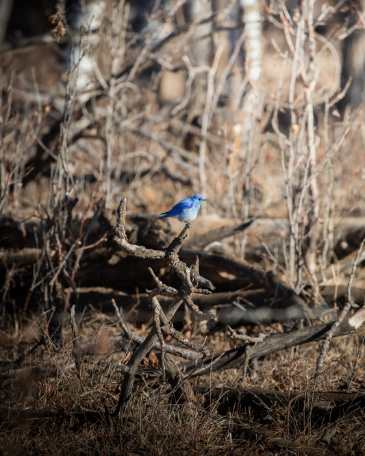 Mountain Bluebird Pop of Colour