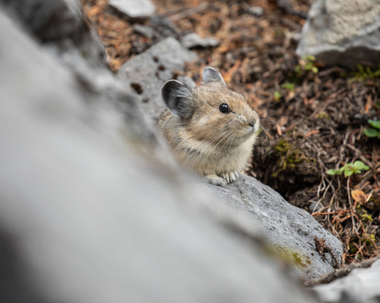Pika at the mountain top
