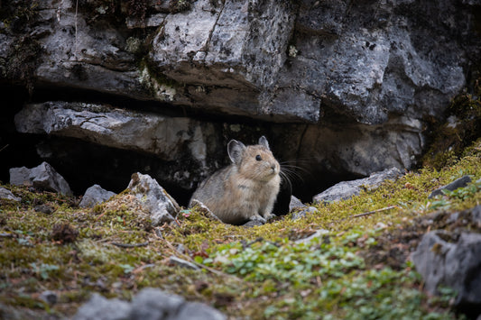 A Pika Habitat