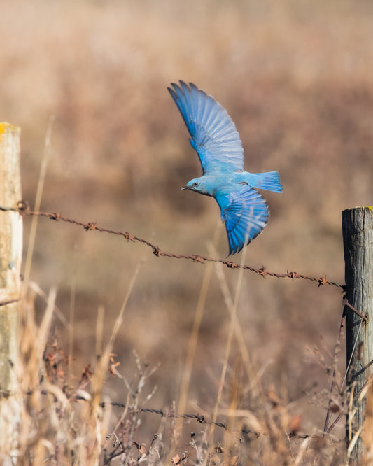 Mountain Bluebird in flight