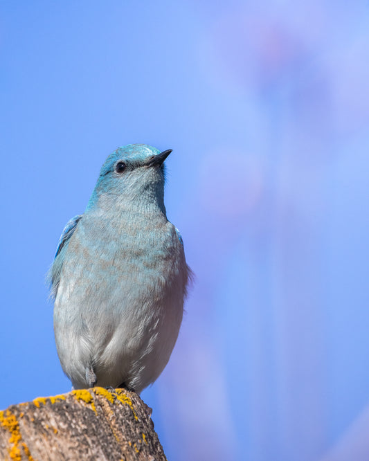 The Mountain Bluebird Close Up 2