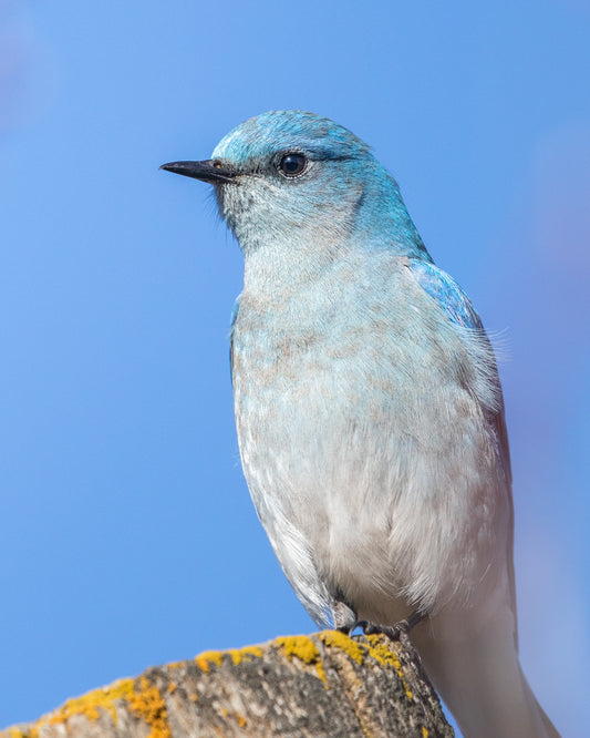 Mountain Bluebird Close up