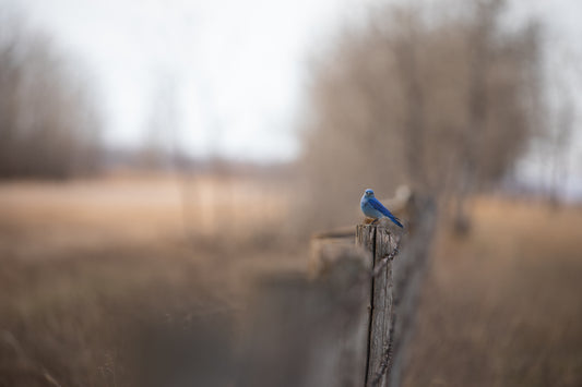 Mountain Bluebird Returns