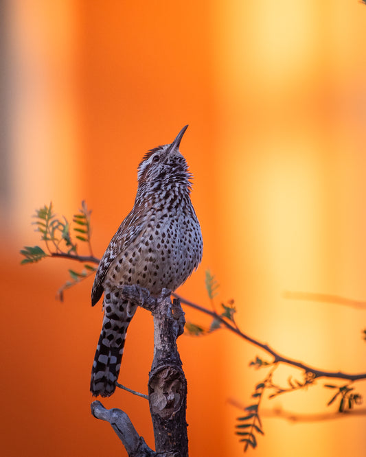 Cactus Wren