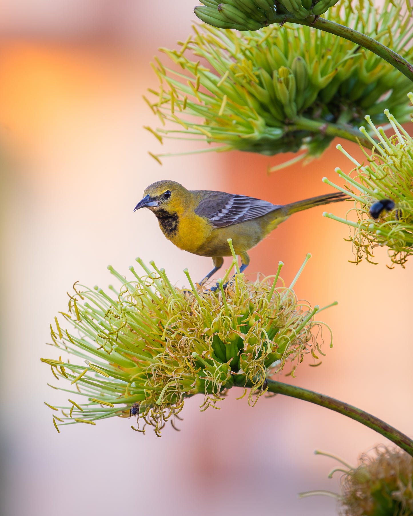 Hooded Oriole