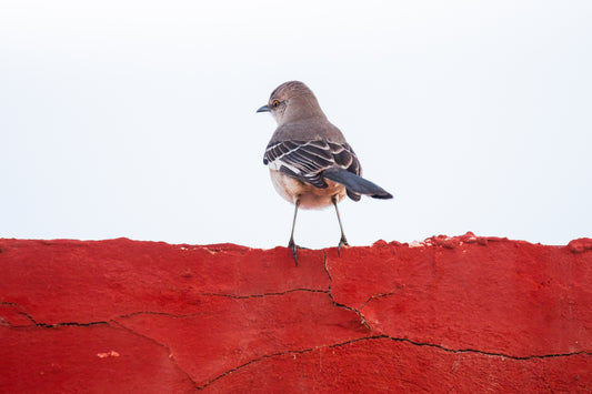 Northern Mockingbird