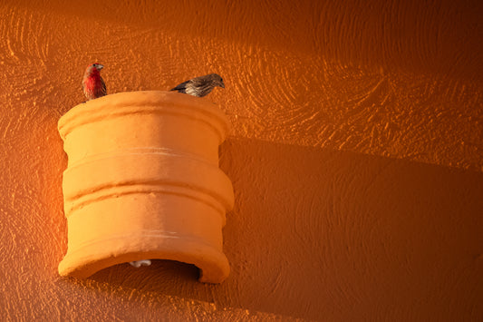 House Finch Couple in Mexico