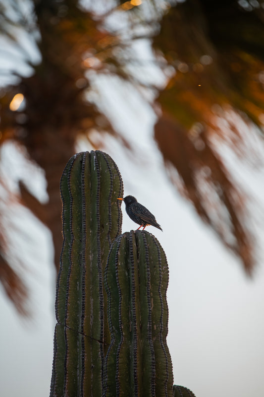 Starling on the Beach
