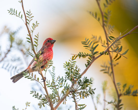 House Finch Male in Mexico