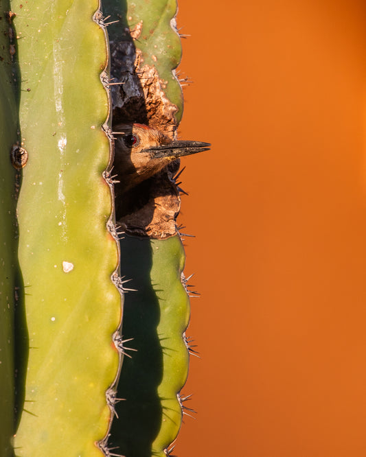 Gila Woodpecker - Male in Cactus