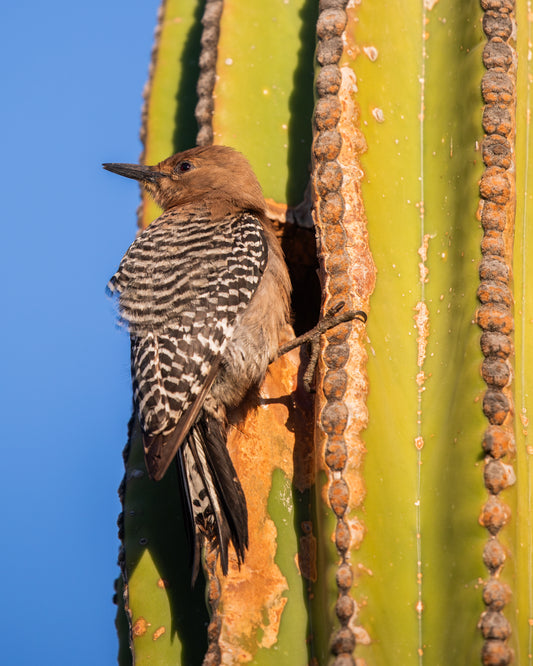 Gila Woodpecker - Female on Cactus