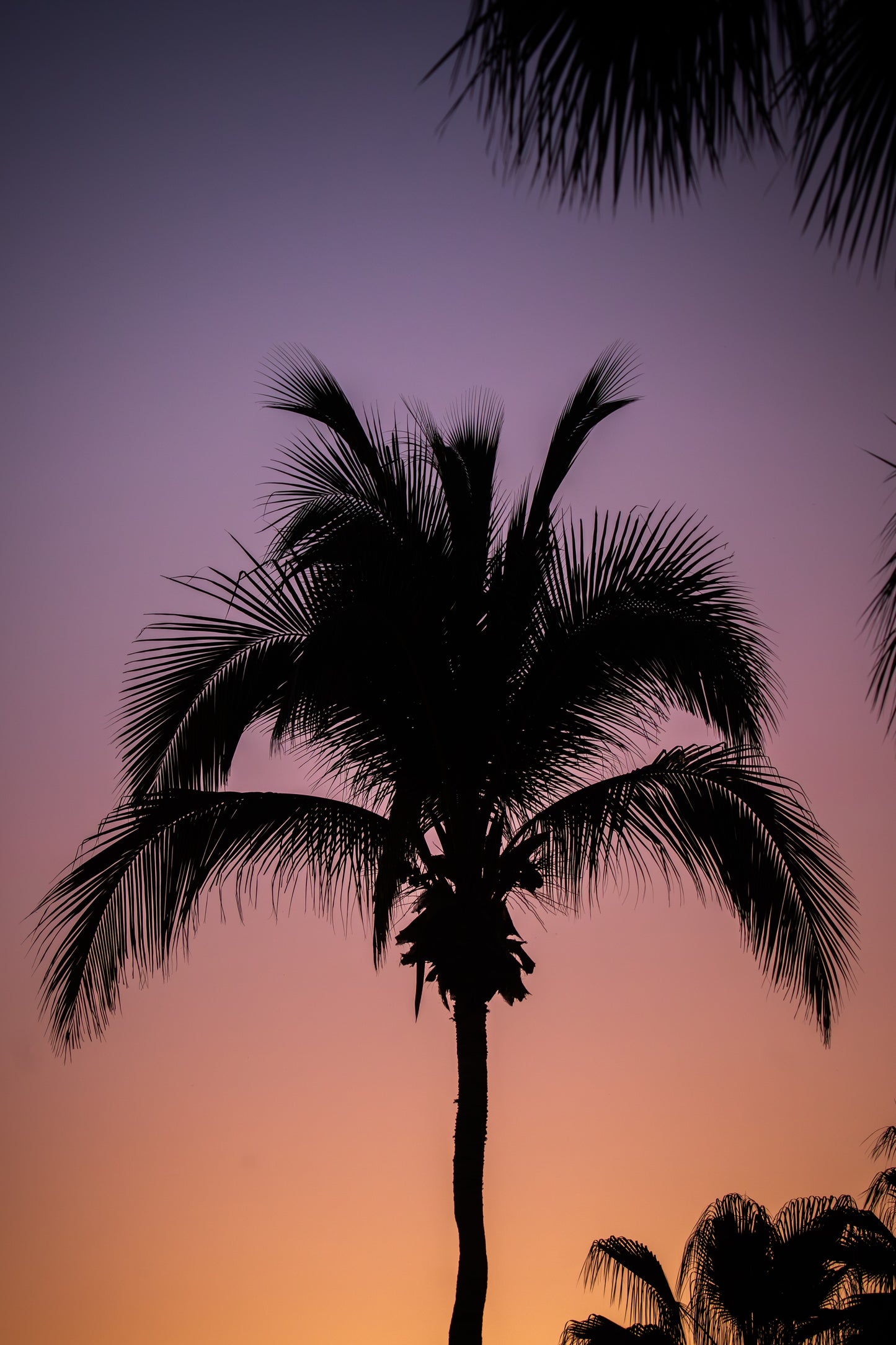Palm Tree silhouettes
