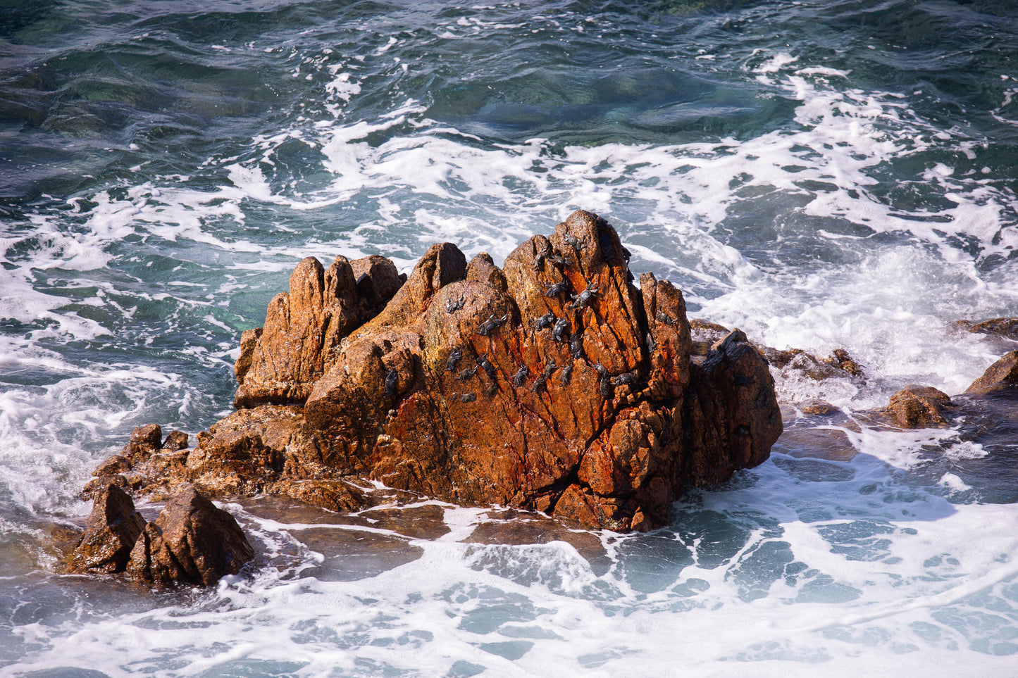Crabs on the Rocks in the Ocean