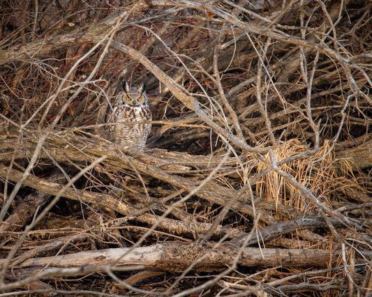 Great Horned Owl in the brushes