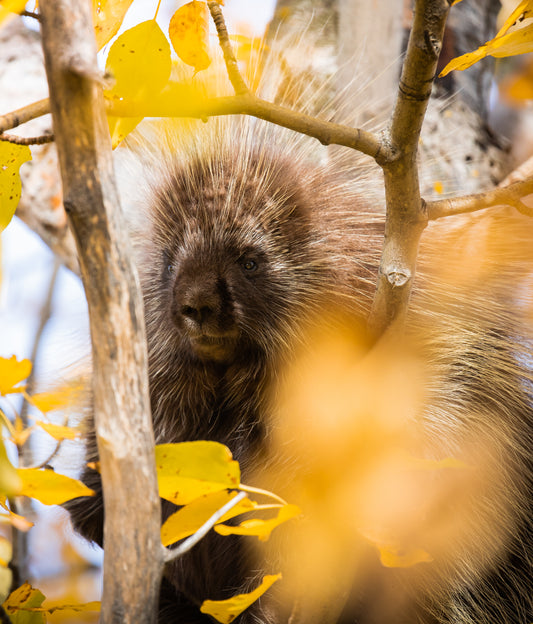 Porcupine in Fall Colours