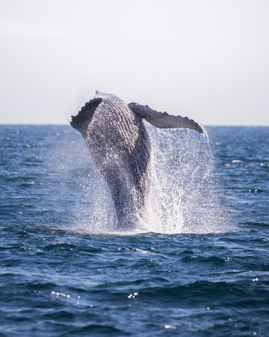 Humbpack Whale Breach