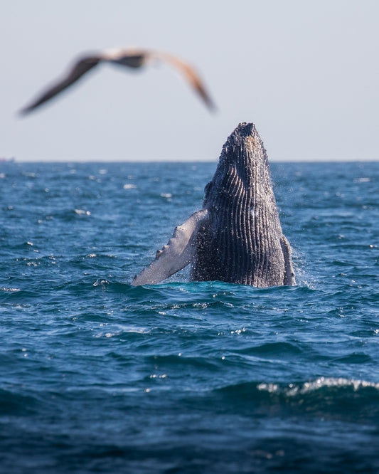 Humbpack Whale Breach with bird in frame