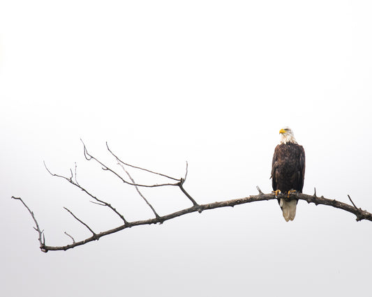 Bald Eagle perch