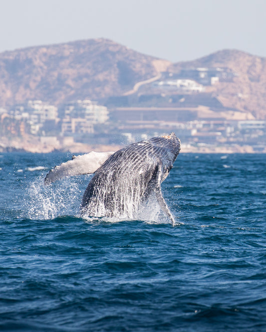 Humbpack Whale Breach (3)