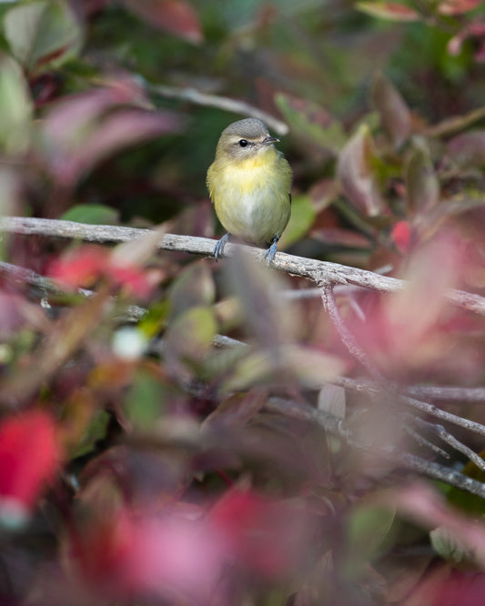 Philadelphia Vireo and Fall colours