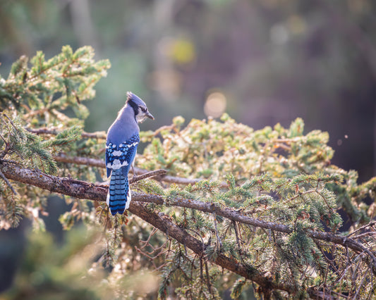 Blue Jay in the Evergreens