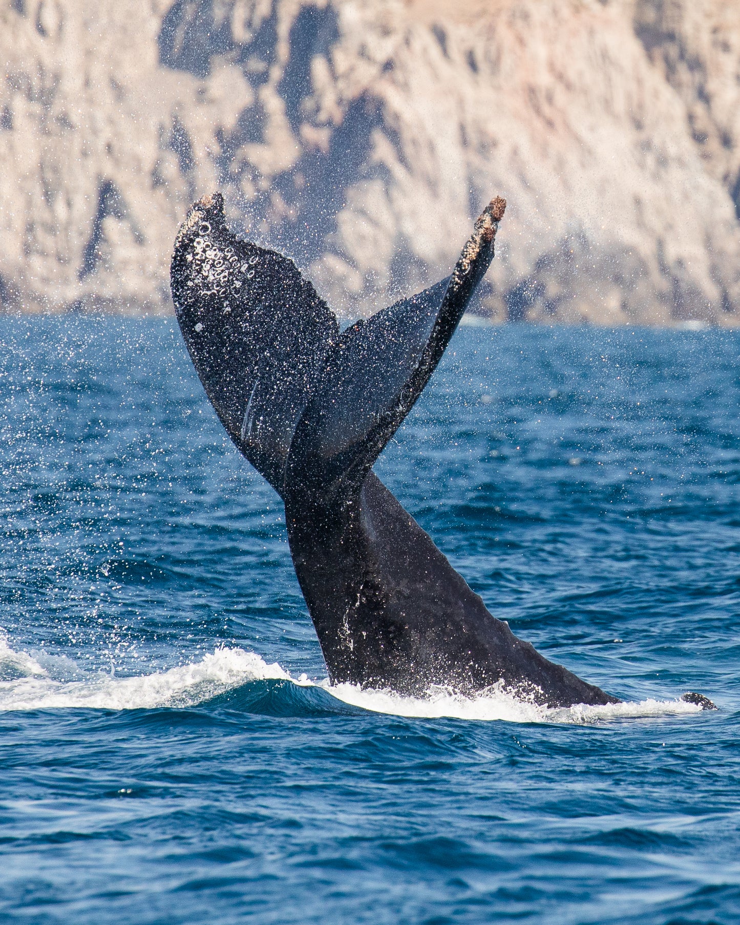 Humbpack Whale Tail Slap