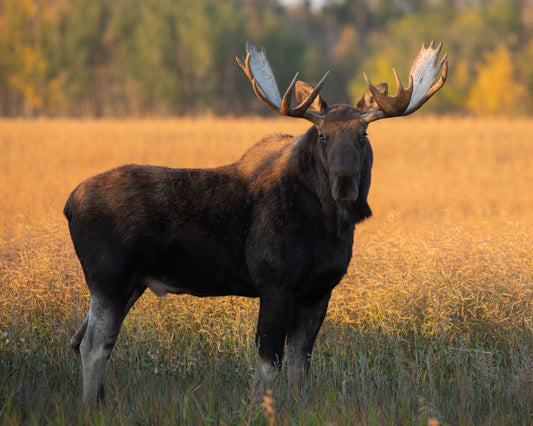 Bull moose in the prairies
