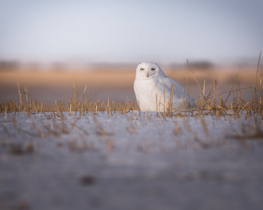 Snowy Owl in the field