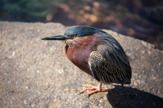 Green Heron in the Marina (close up)