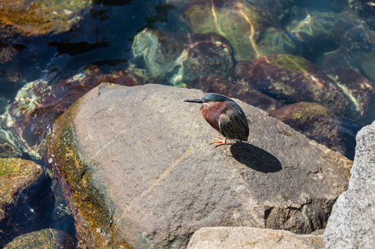 Green Heron in the Marina (Small in Frame)