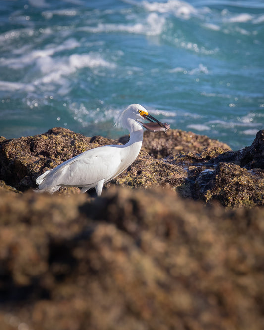 Snowy Egret with a fish